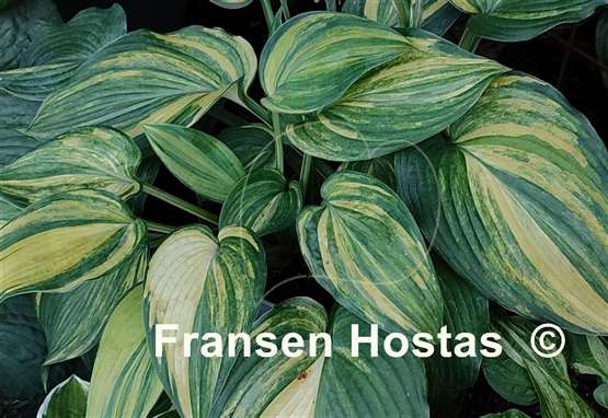 Hosta Chiemsee Angel